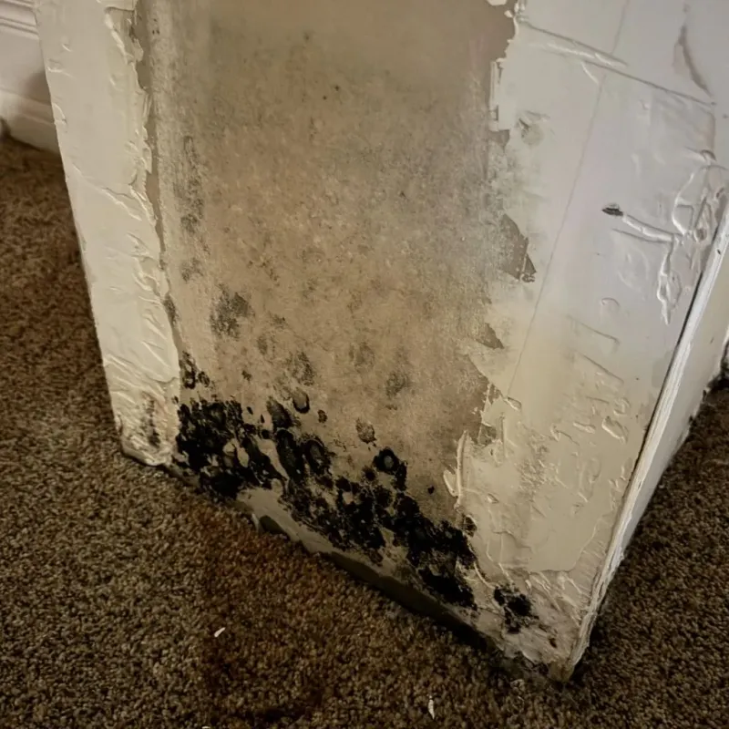 Professional Mold Removal in Strafford County, NH